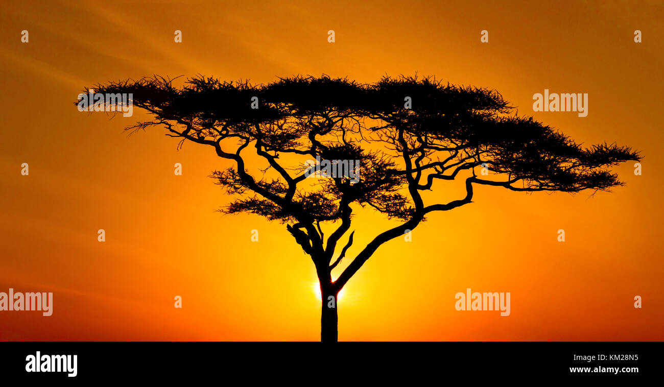Silhouette of an acacia tree at sunset, Serengeti National Park, Tanzania, Africa Stock Photo
