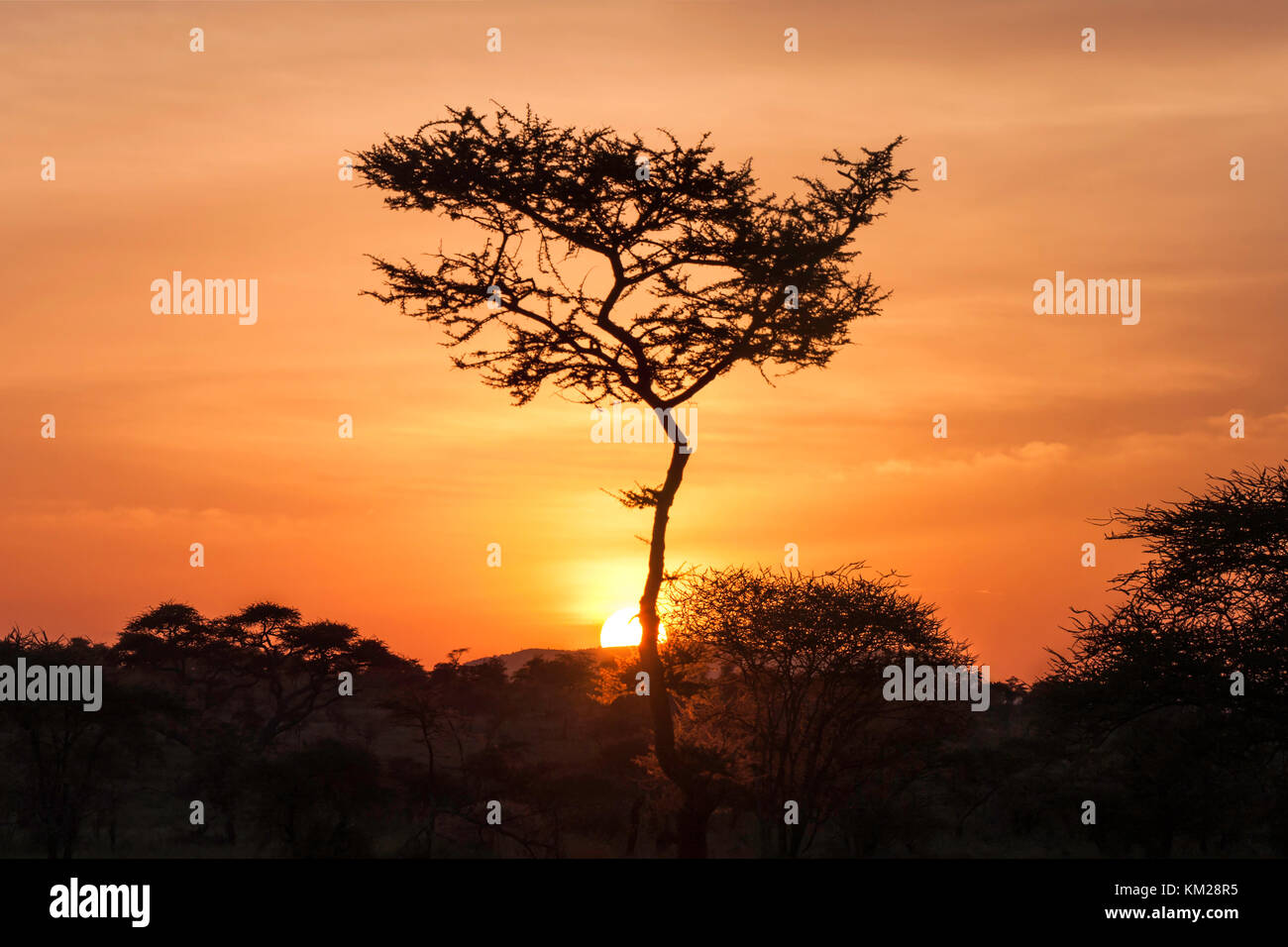 Silhouette of an acacia tree at sunset, Serengeti National Park, Tanzania, Africa Stock Photo