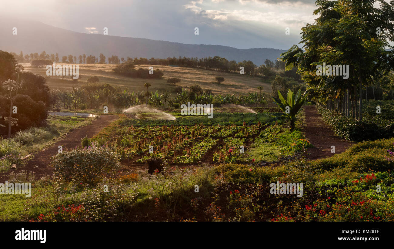 Coffee plantation in Tanzania, Africa Stock Photo Alamy