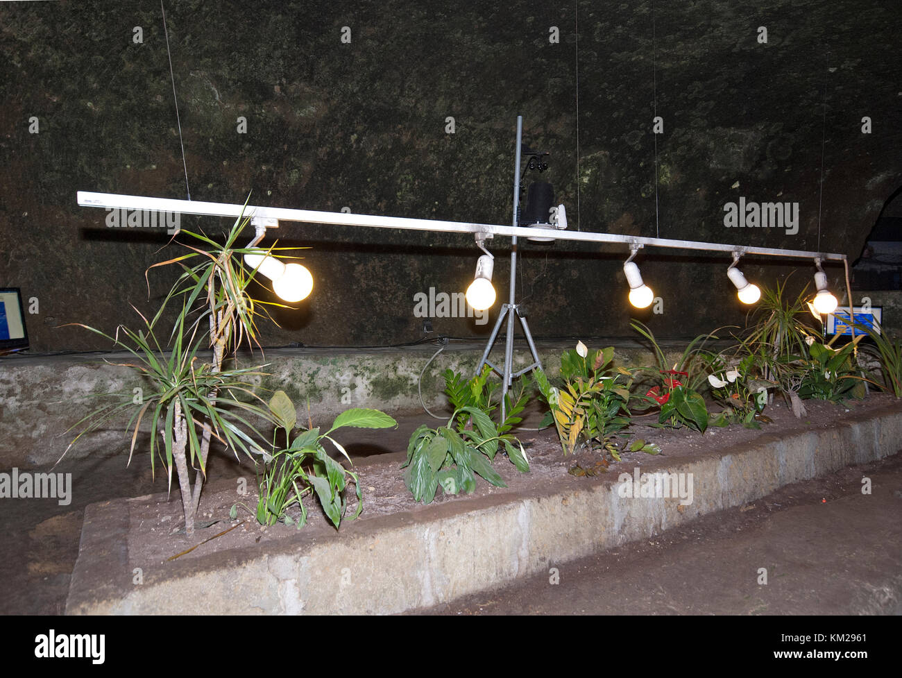 Botanical experiment in Napoli Sotterranea, Naples Underground, Naples, Campania, Italy Stock Photo