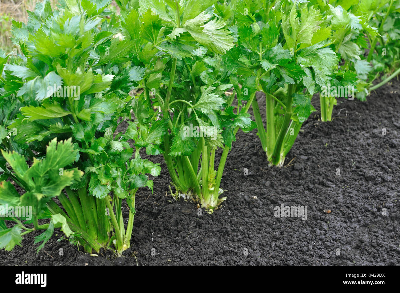 close-up of celery plantation (leaf vegetable) in the vegetable garden, view from above Stock Photo