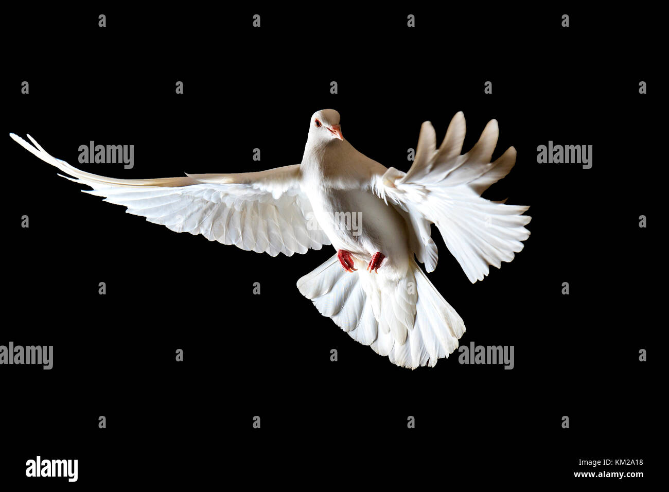 symbol of freedom white doves flying on a black background Stock Photo