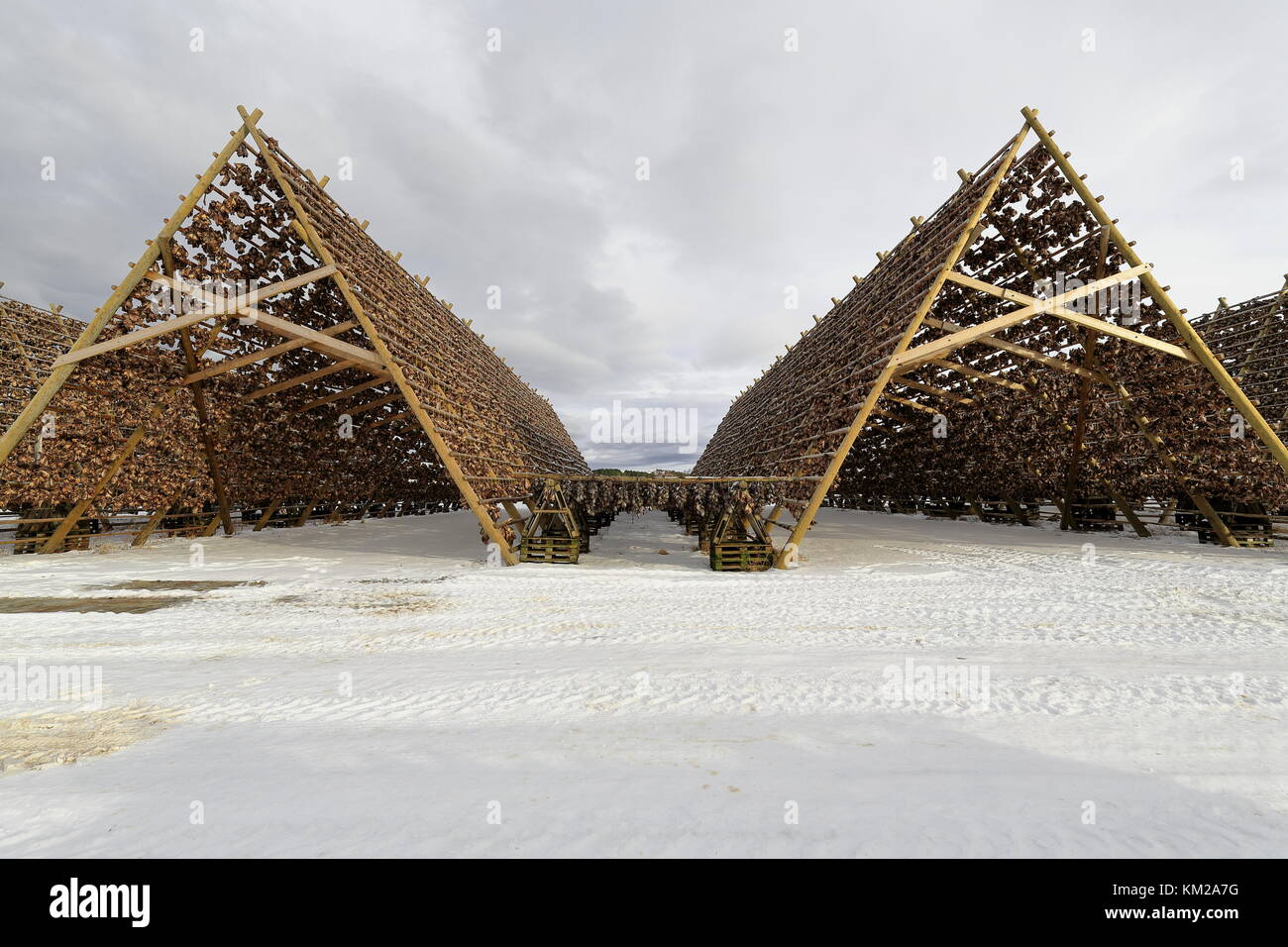 Wooden A-frame racks or hjells with heads of skrei-codfish tied