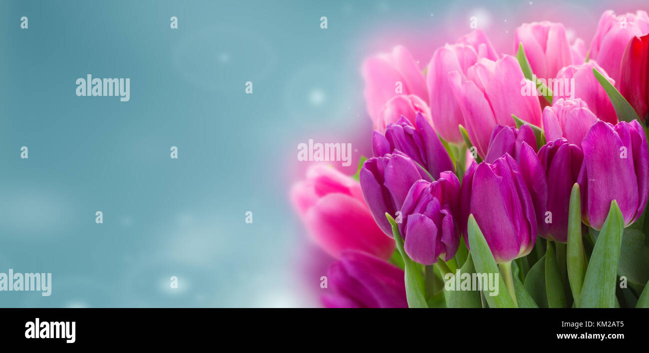 bouquet of pink and purple tulip flowers Stock Photo - Alamy