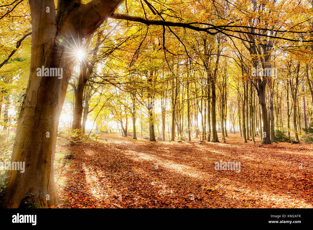 Forest in full autumn colour. Woodland floor covered in bright orange fall leaves and morning sunlight bursting through the trees Stock Photo