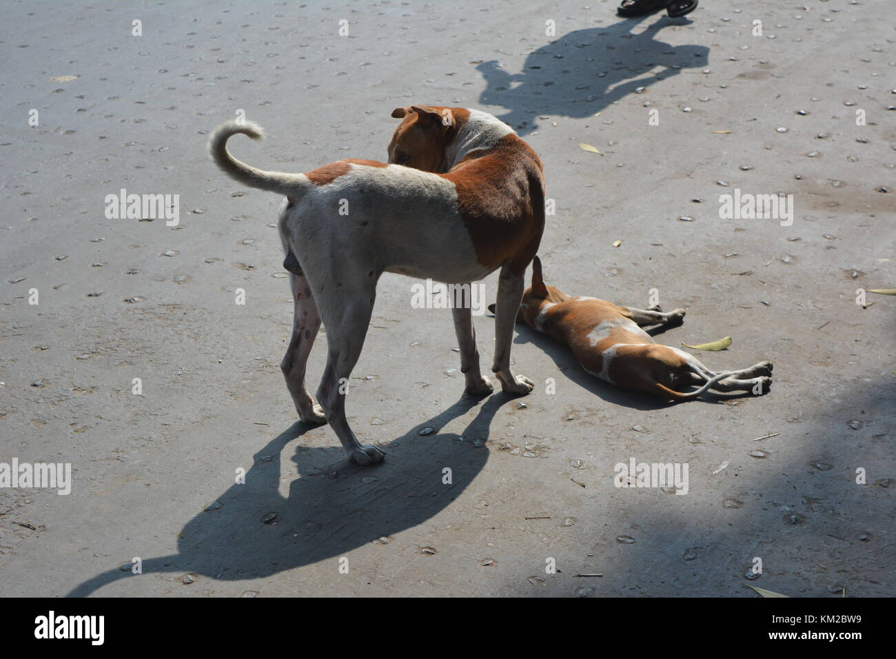 Kolkata, India, 3rd December 2017. Indian Street dog sleeps on Sunday morning in four lane Barrackpore Trunk Road otherwise heavily trafficked on other days. The father dog cares the child. Credit: Rupa Ghosh/Alamy Live News. Stock Photo