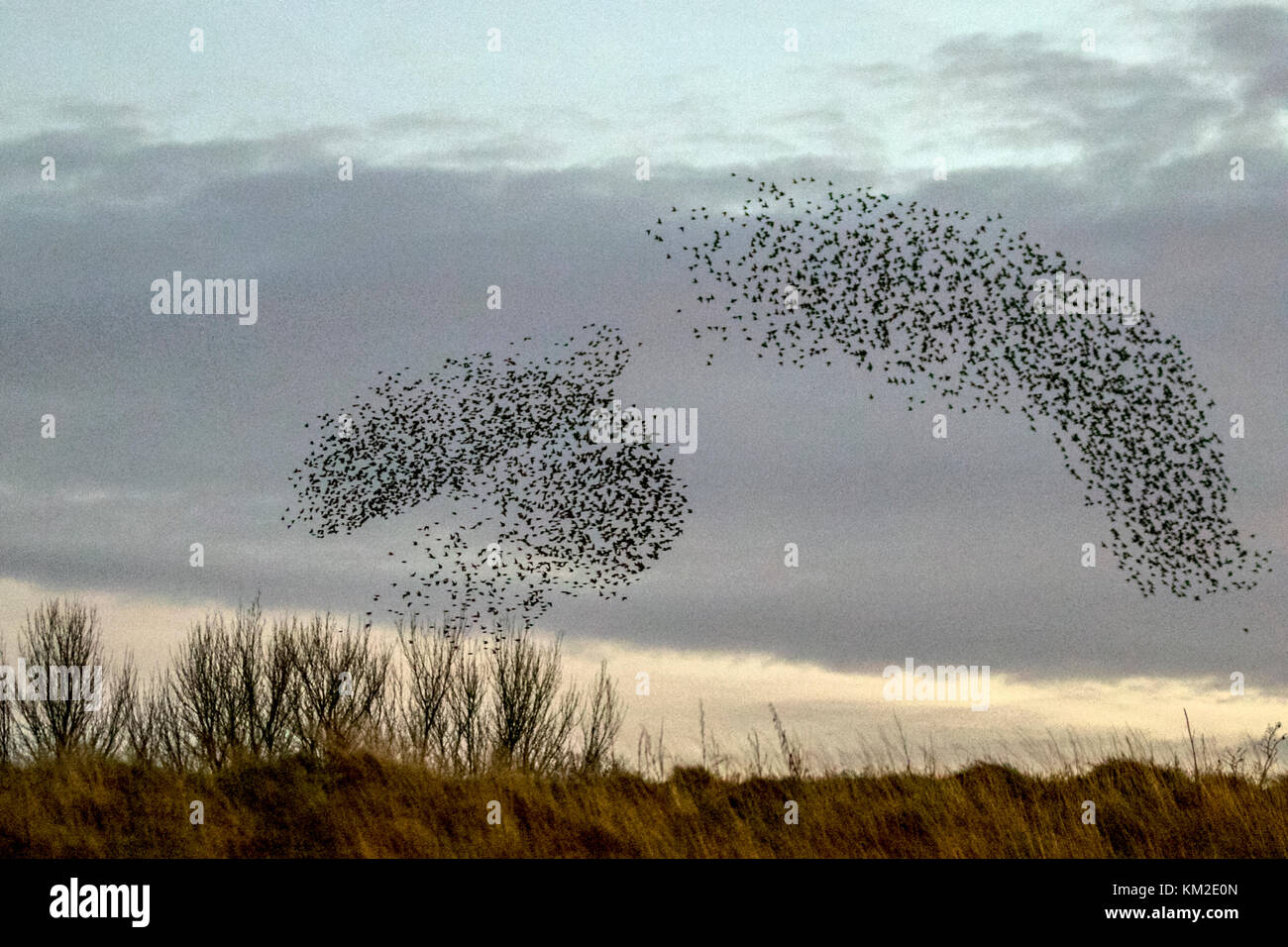 Burscough, Lancashire.  UK Weather. 3rd December, 2017. Thousands of starling seeking a communal roost in the reed beds at Martin Mere, are harried and pursed by a resident peregrine falcon.  The shapes and swirls form part of an evasive technique to survive and to confound and dazzle the bird of prey. The larger the simulated flocks, the harder it is for the predators to single out and catch an individual bird. Starlings can fly swiftly in coordinated and mesmerising formations as a group action to survive the attack. Credit: MediaWorldImages/AlamyLiveNews. Stock Photo