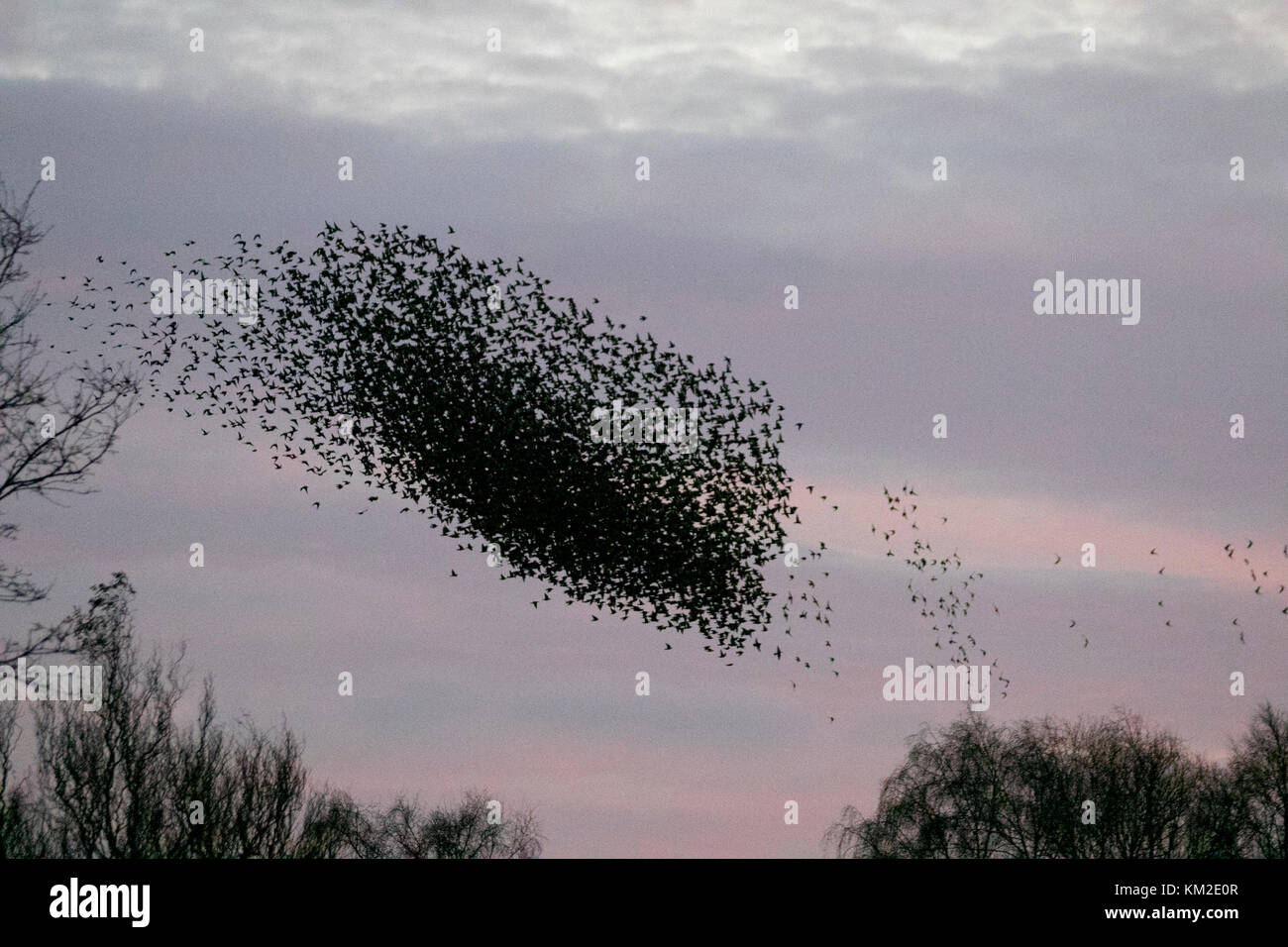 Burscough, Lancashire.  UK Weather. 3rd December, 2017. Thousands of starling seeking a communal roost in the reed beds at Martin Mere, are harried and pursed by a resident peregrine falcon.  The shapes and swirls form part of an evasive technique to survive and to confound and dazzle the bird of prey. The larger the simulated flocks, the harder it is for the predators to single out and catch an individual bird. Starlings can fly swiftly in coordinated and mesmerising formations as a group action to survive the attack. Credit: MediaWorldImages/AlamyLiveNews. Stock Photo
