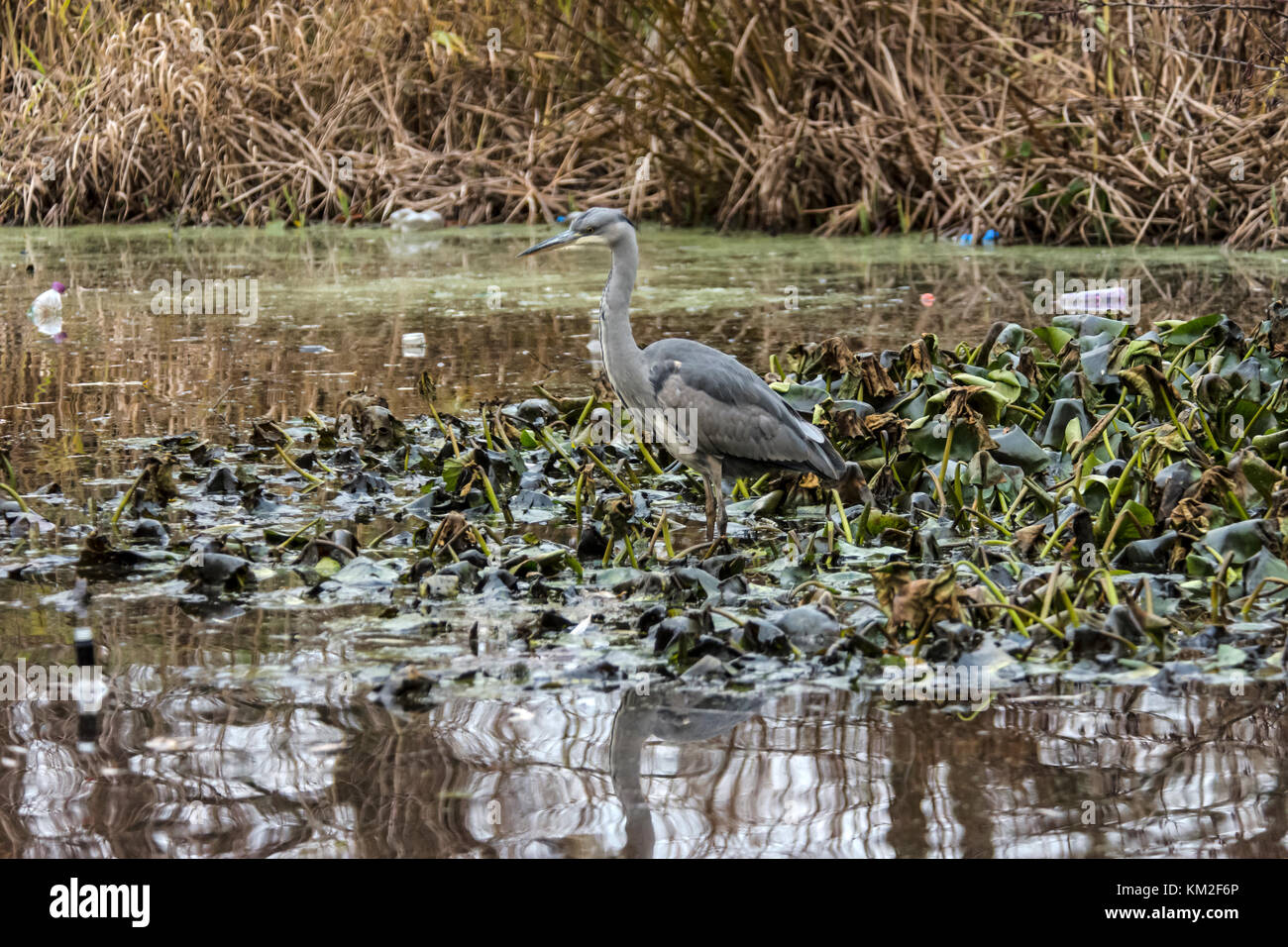 Malton Mowbray, UK. 3rd December, 2017. Mild dry day Grey Heron spends the last hours of last of the day fishing in local pond plastic and glass bottles float, as the evening light fulls into dusk. Credit: Clifford Norton/Alamy Live News Stock Photo