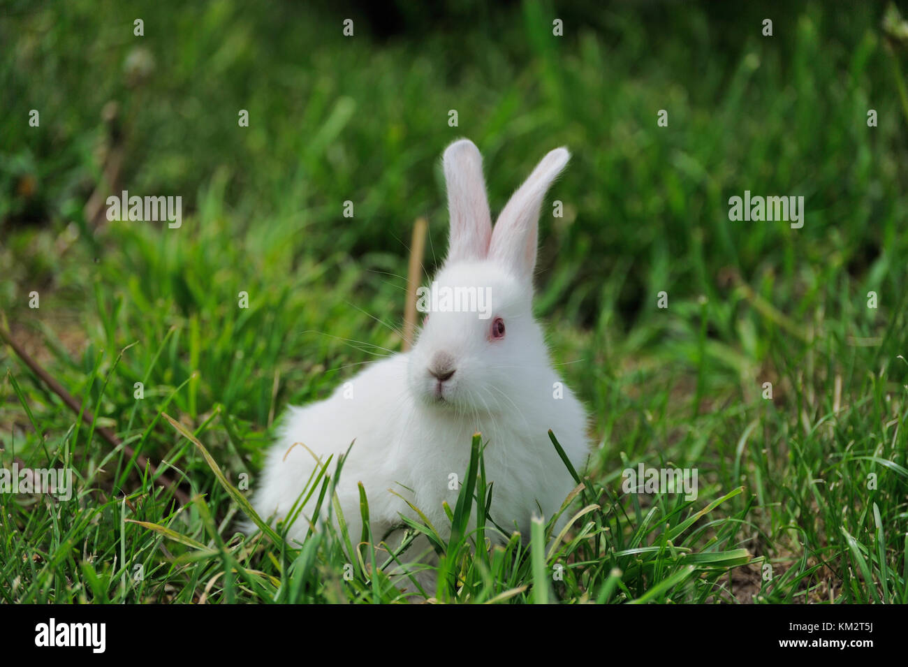 Little white rabbit on green grass in summer day Stock Photo - Alamy