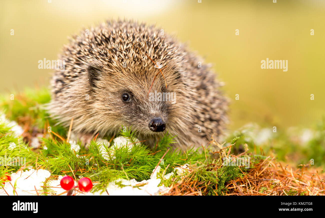 Hedgehog, wild, native, European hedgehog with green moss, snow and red berries.  Hedgehog usually hibernate in winter but now winters are milder Stock Photo