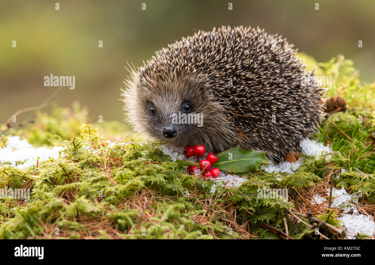 Hedgehog, Erinaceus Europaeus, wild, native, European hedgehog with green moss, snow and red berries during winter season.  Christmas scene, calendar Stock Photo