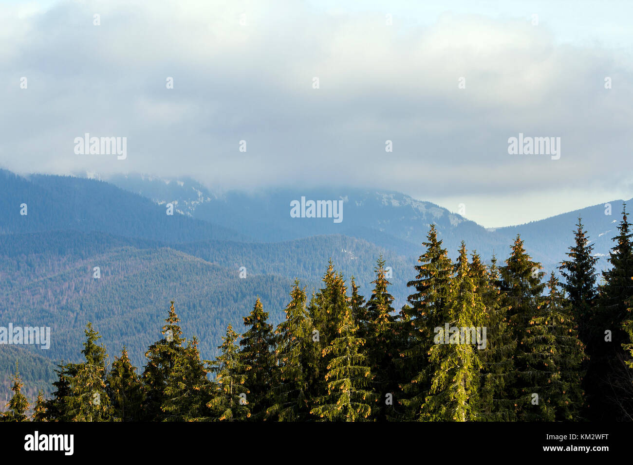 Pine trees in mountain forest Stock Photo - Alamy