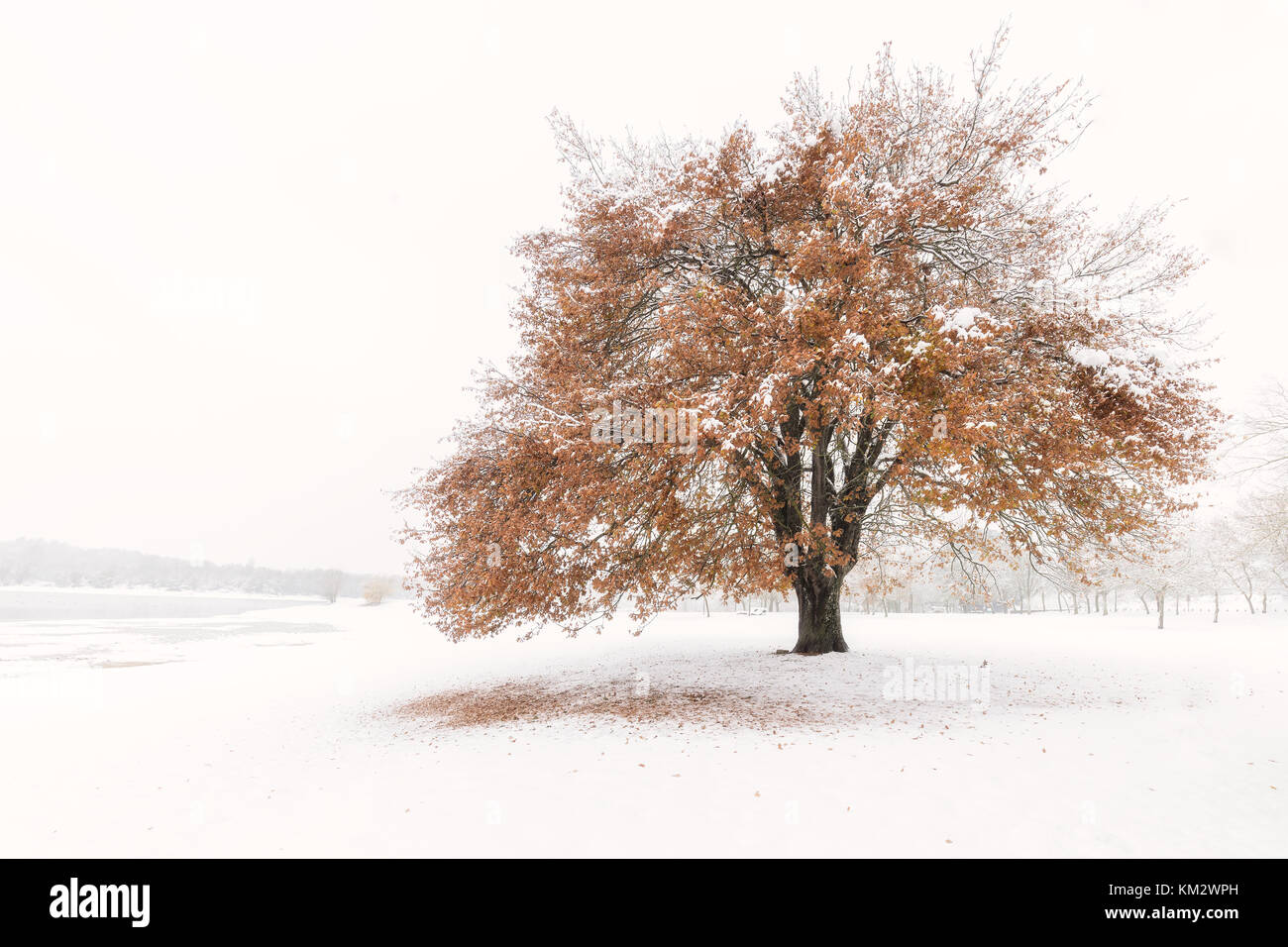 Snowed oak with yellow leaves in Landa, Alava Stock Photo
