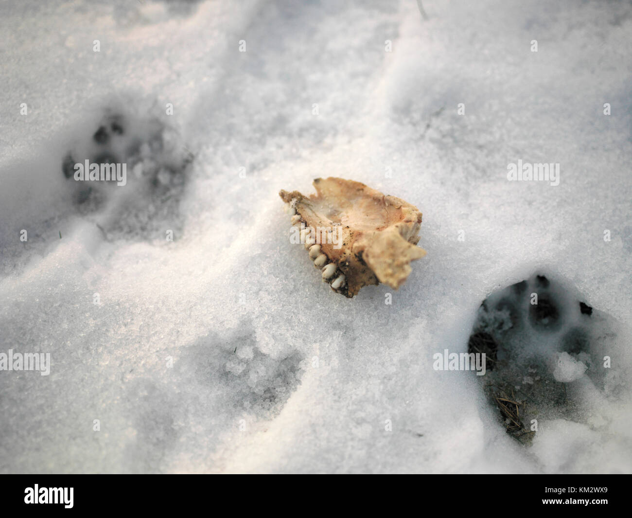 Wolf tracks snow hires stock photography and images Alamy