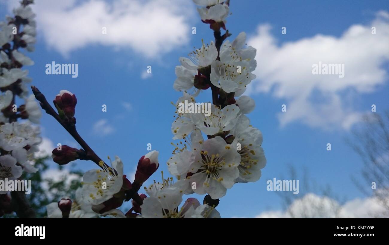 Moscow Spring High Resolution Stock Photography and Images - Alamy