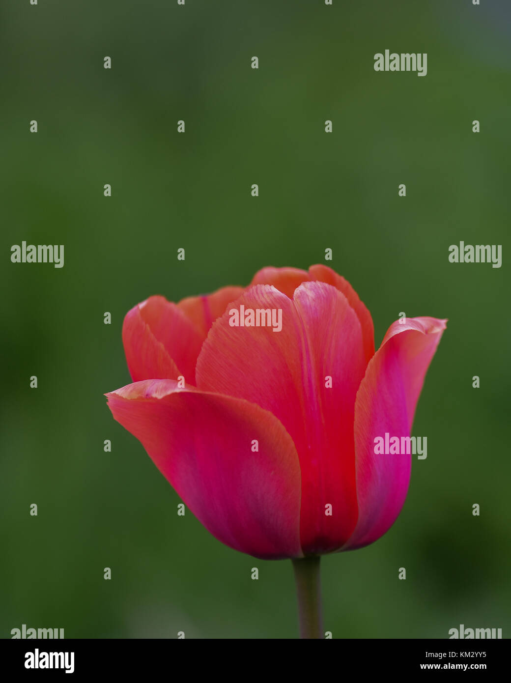 A single fresh reddish pink tulip (Tulipa) in the garden with a smooth green background. Stock Photo