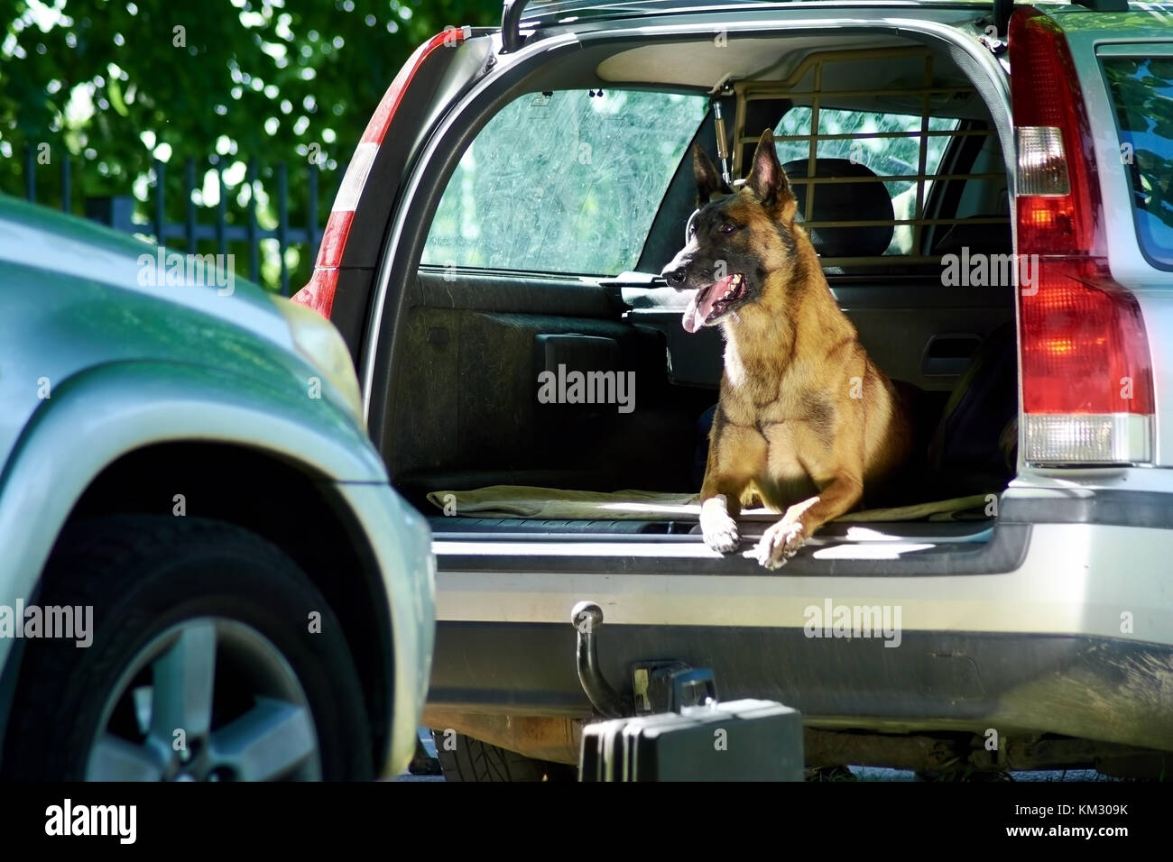 Best Dog Guard 2022 Transport Your Pooch Safely Expert Reviews