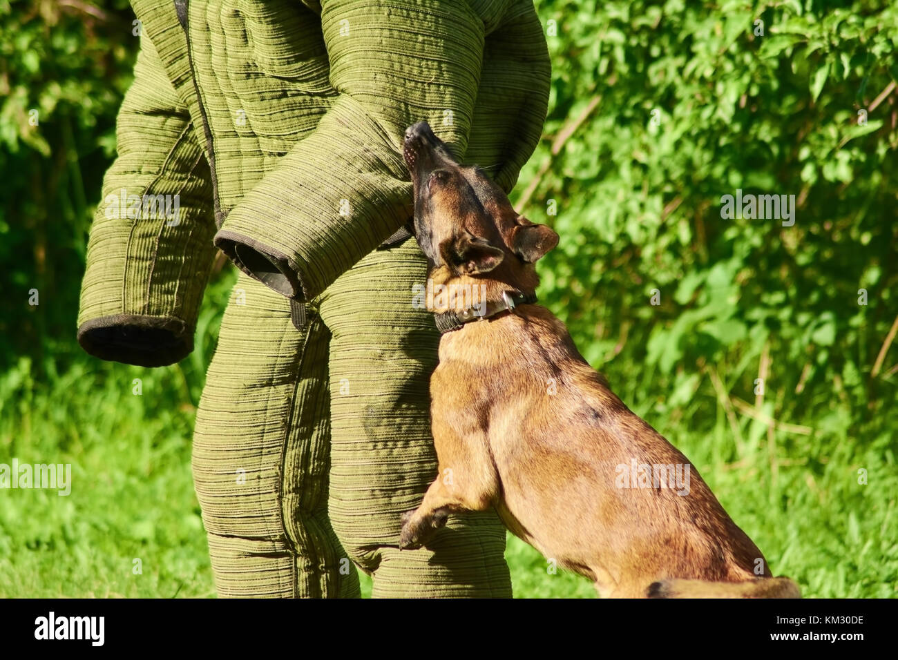 The dog is training its biting Stock Photo Alamy