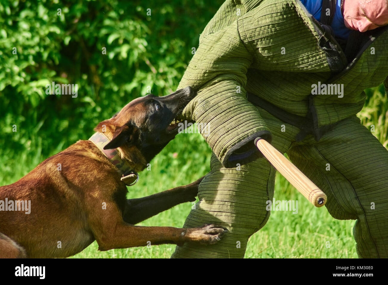 The angry dog with a widely opened eyes is biting figurant's elbow. The man is trying to not fall on the ground and standing for. Stock Photo