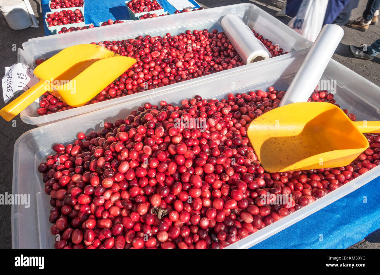 Fresh cherries for sale at the farmers market in Union Square in New
