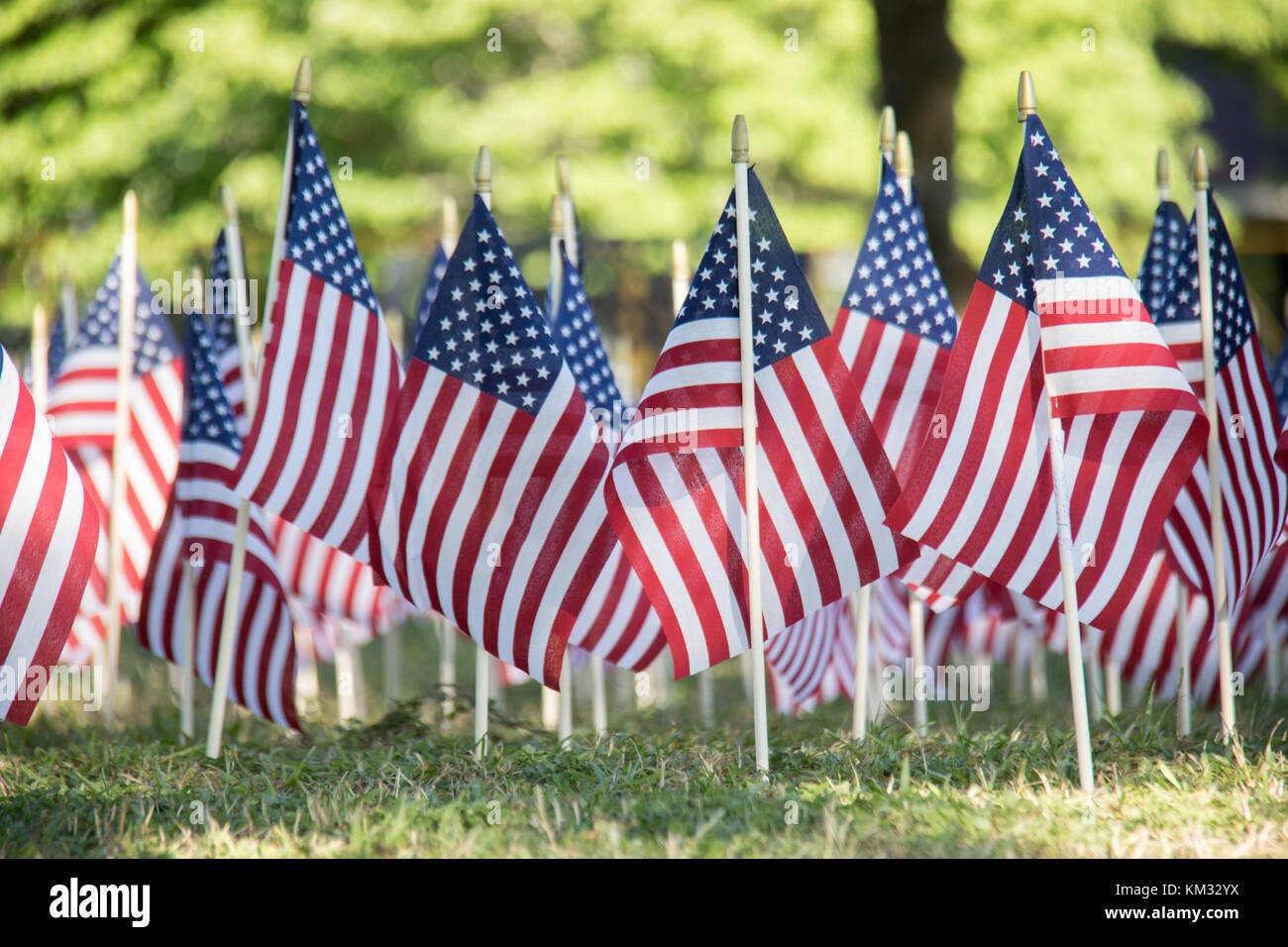 Field of American flags displayed on the lawn Stock Photo