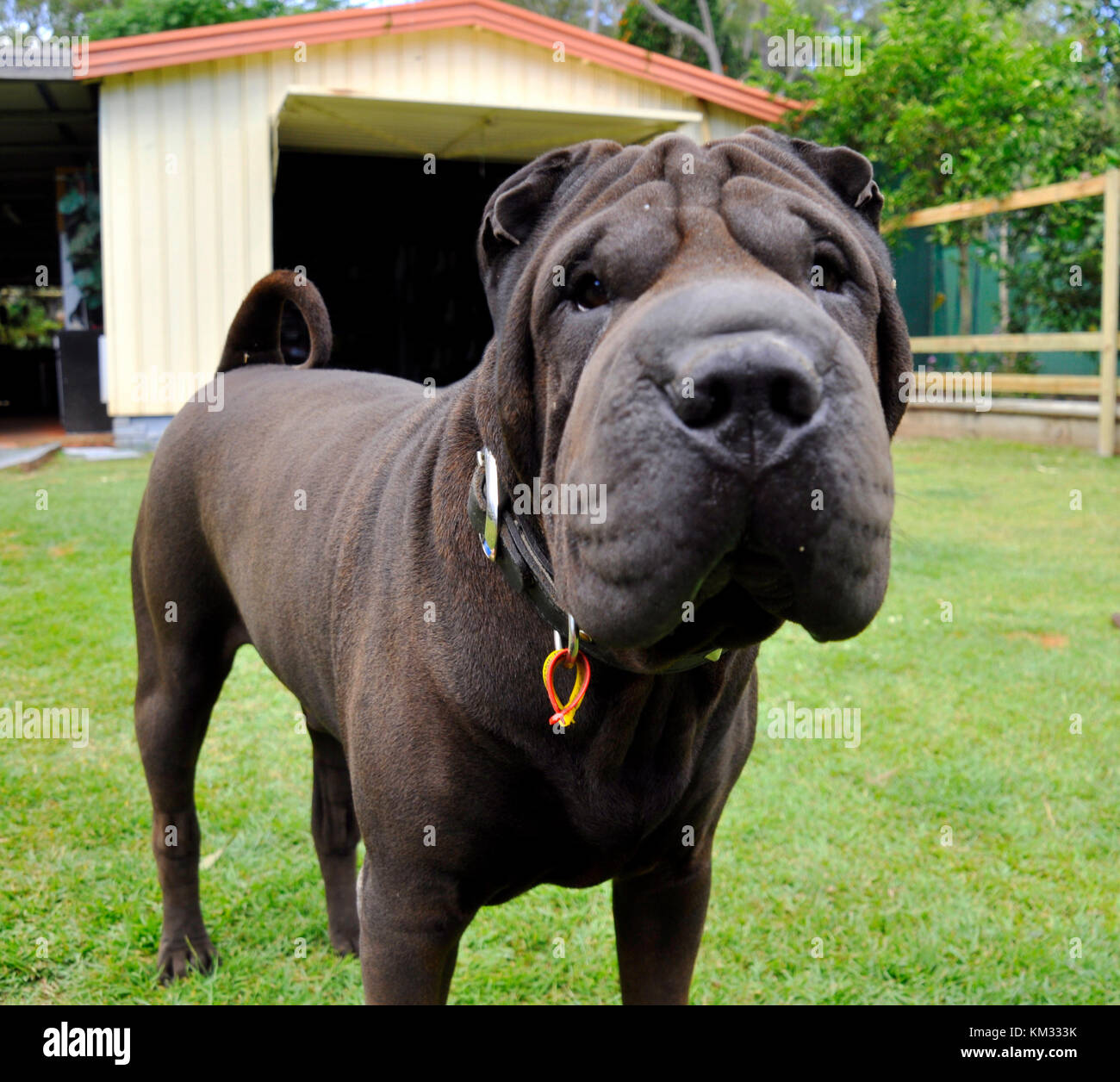 Black Shar Pei Dog