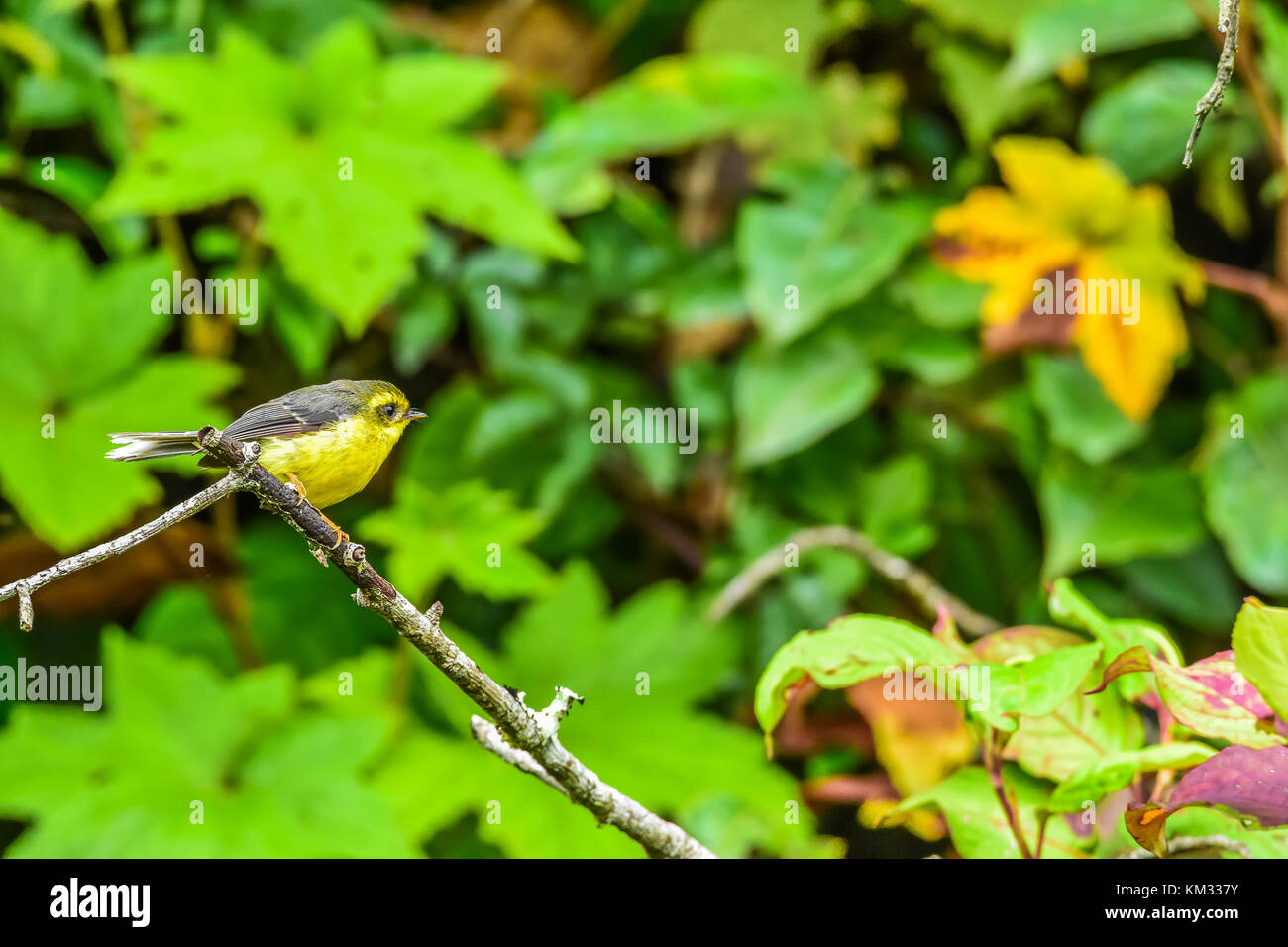 Yellow bellied fantail hires stock photography and images Alamy