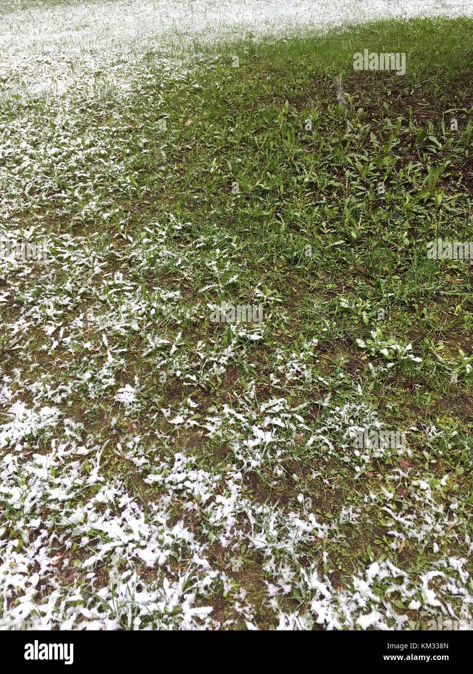 green grass lawn partially covered by first white snow Stock Photo