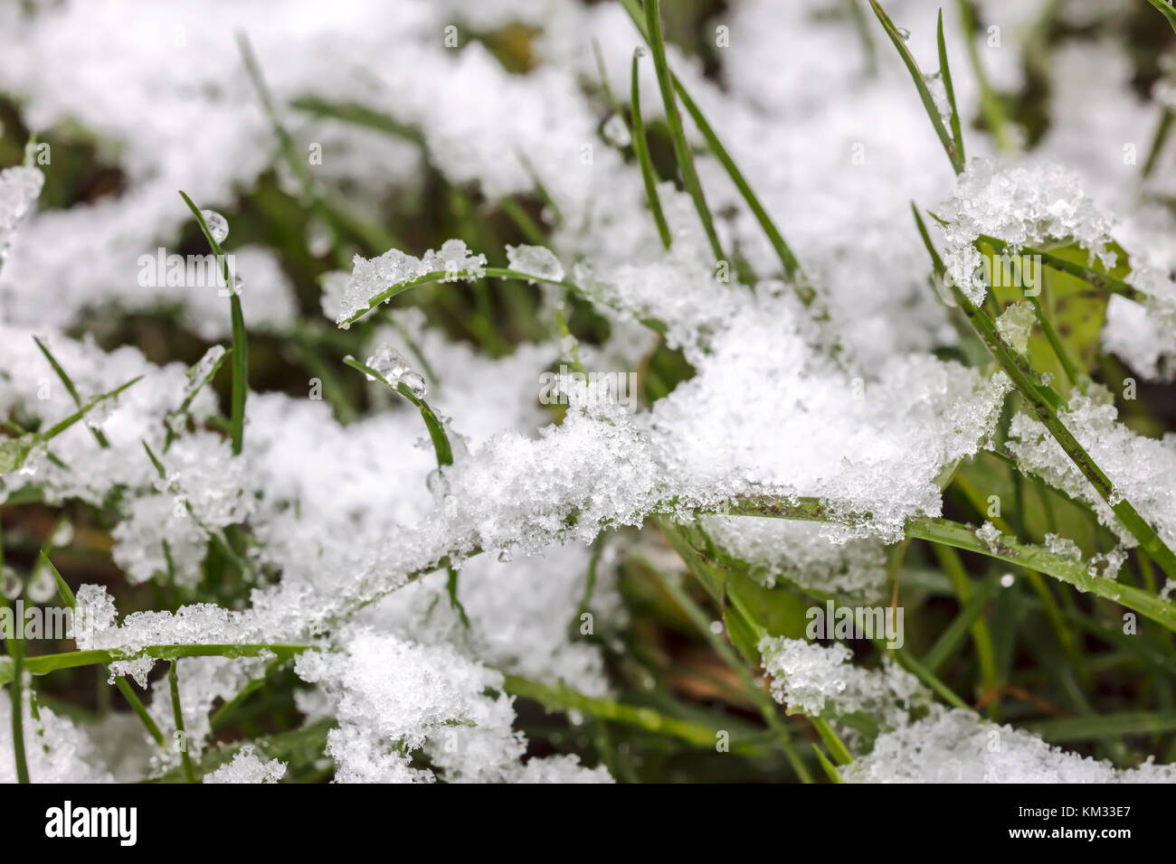 first white snow on green grass. macro shot. Stock Photo