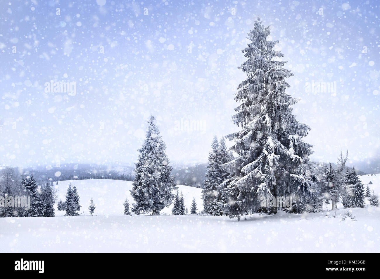 Fairy winter landscape with fir trees and snowfall. Christmas greetings ...
