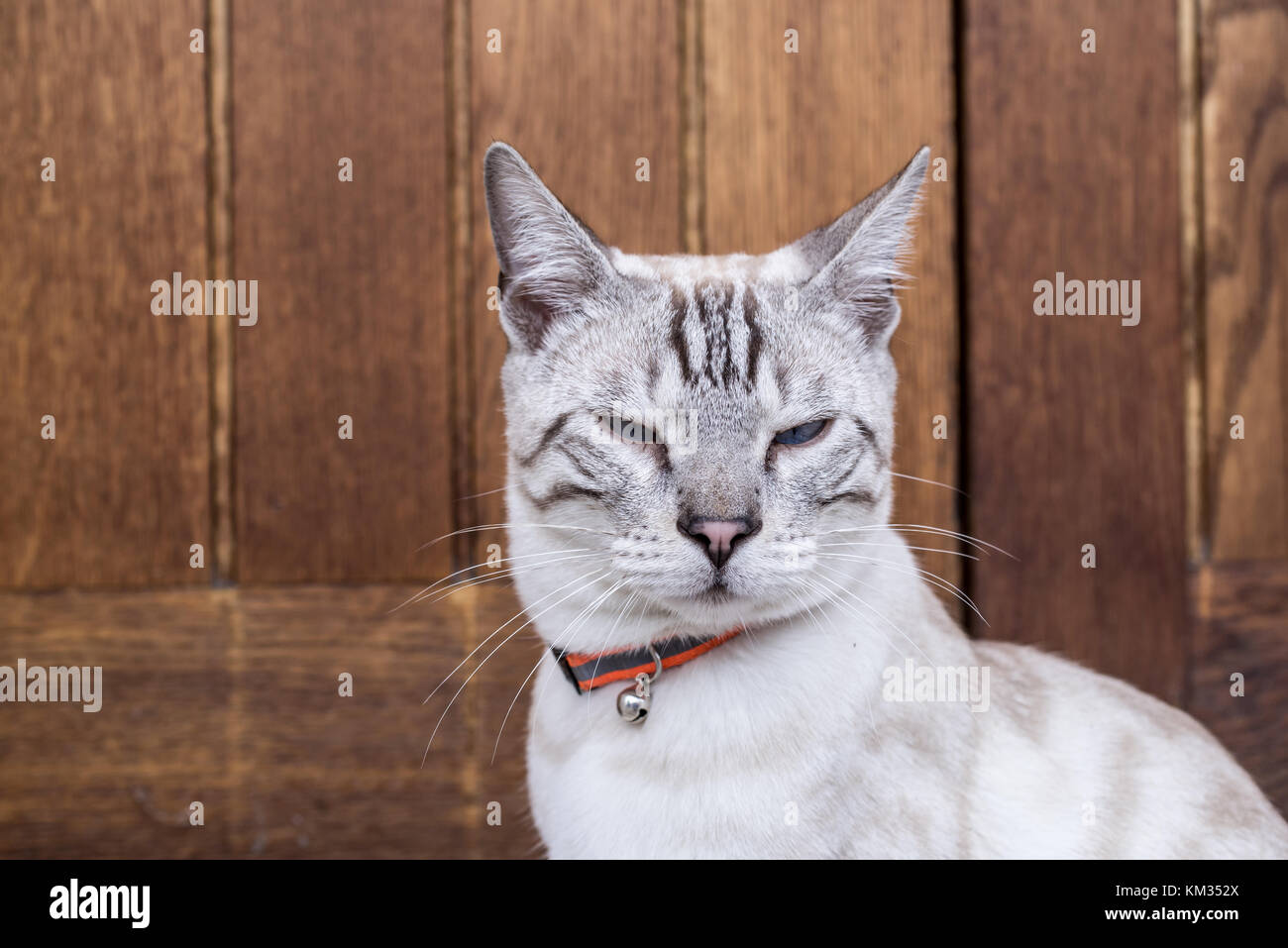Portrait of a white Bengal cat, a domestic cat breed, wearing cat collar bell Stock Photo
