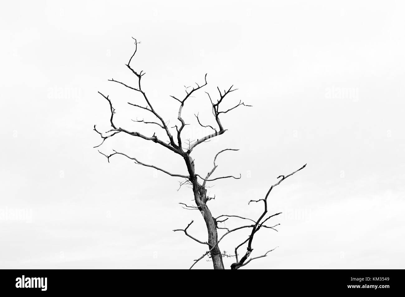Branches silhouette, old tree, abstract background Stock Photo