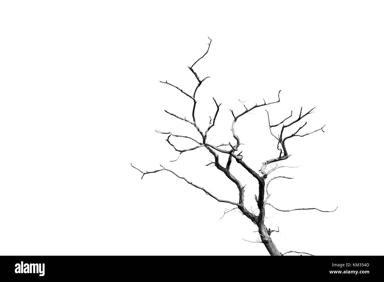 Branches silhouette, old tree, abstract background Stock Photo