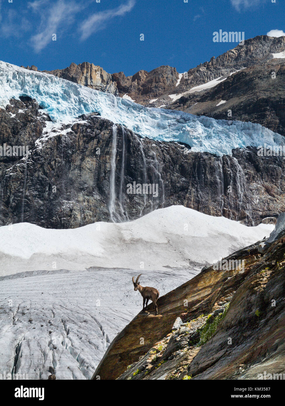 Ibex in high mountain - Italy Stock Photo