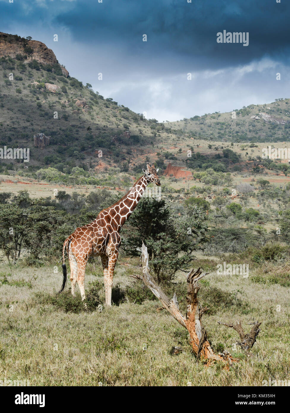 The reticulated giraffe also known as the Somali giraffe, is native to Somalia, southern Ethiopia, and northern Kenya. Stock Photo