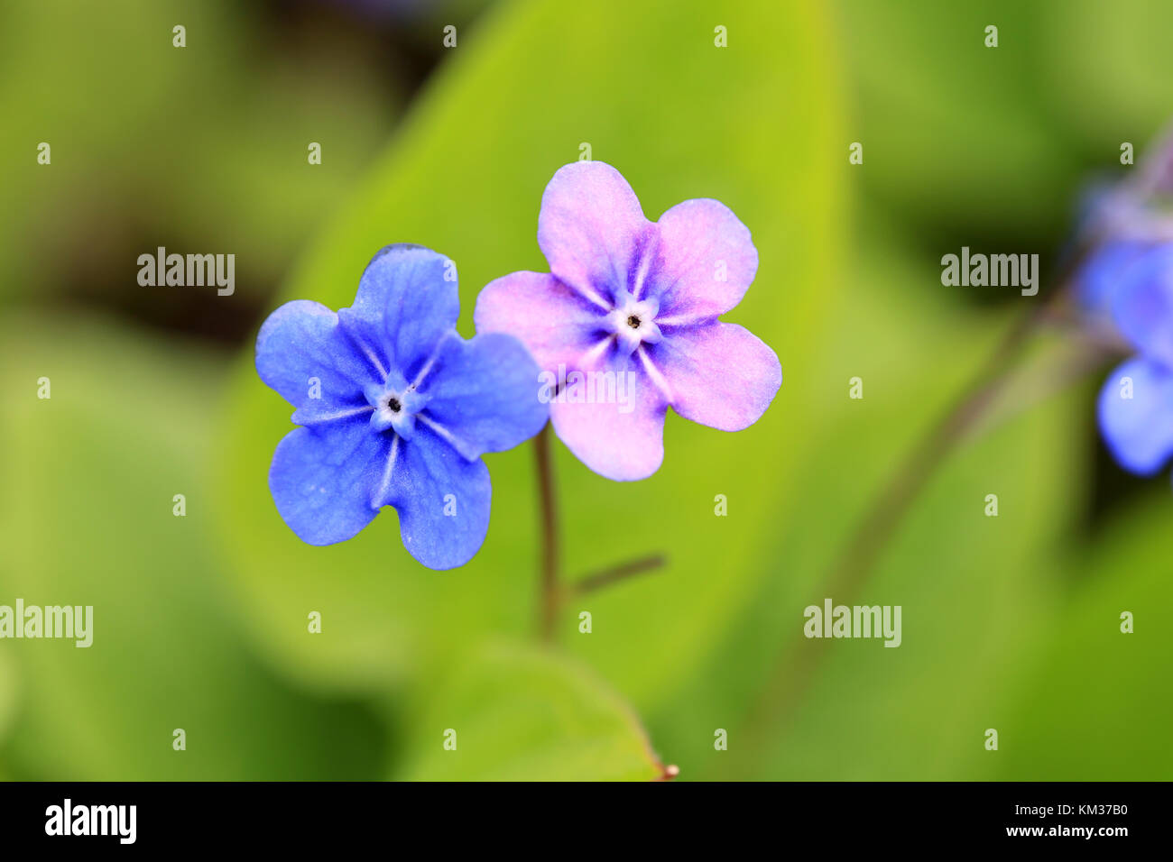 Two flowers of Omphalodes verna, also known as Blue-eyed Mary and Creeping Navelwort. The blossoms are first blue, then may turn pink. Shallow depth o Stock Photo