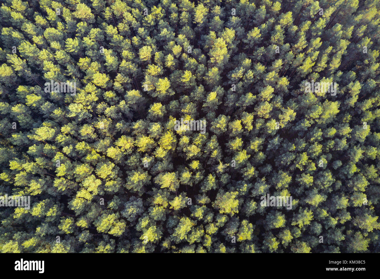 Green pine forest from above, aerial view Stock Photo - Alamy