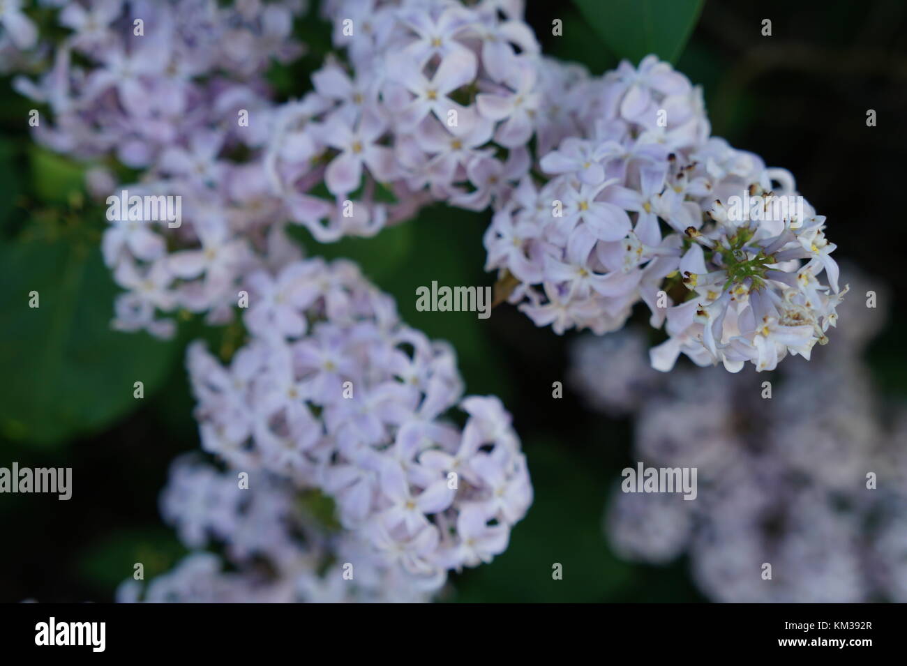 Macro Lilac flowers in a green bed. Stock Photo
