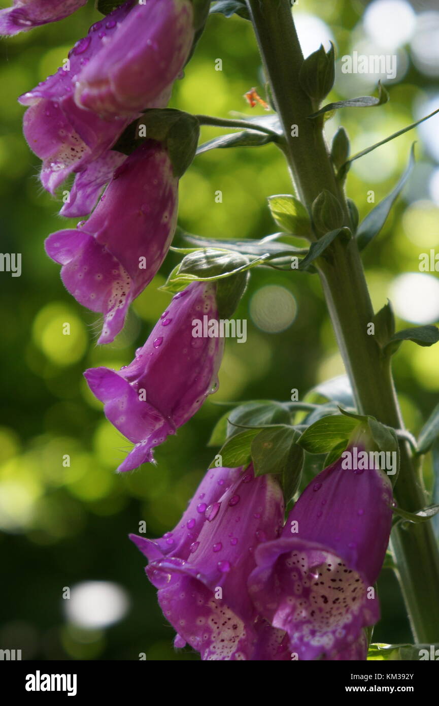 Purple bell flowers in beautiful garden. Stock Photo