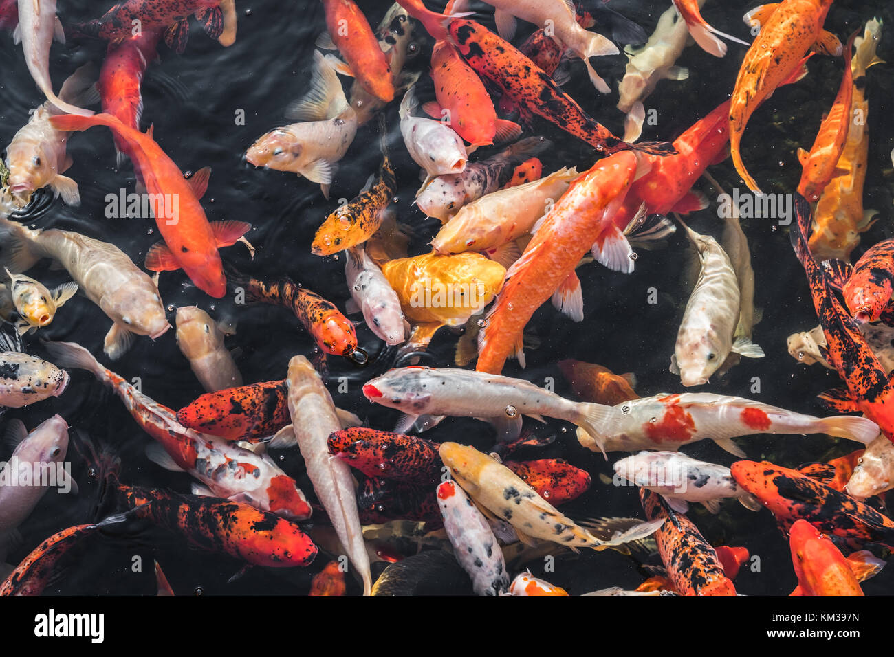 Fish water koi above hi-res stock photography and images - Alamy