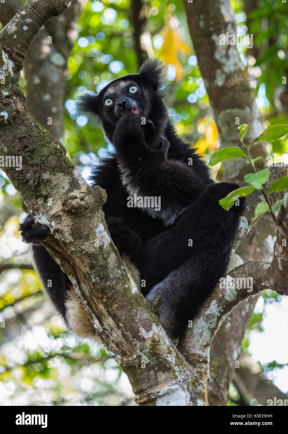 Indri (Indri Indri), the largest of all lemurs, is native to Madagascar, Africa. Stock Photo