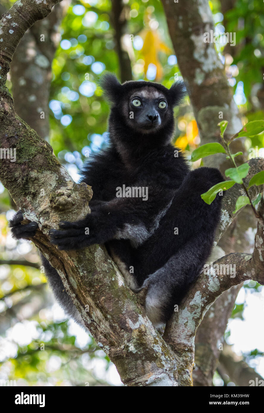 Indri (Indri Indri), the largest of all lemurs, is native to Madagascar, Africa. Stock Photo
