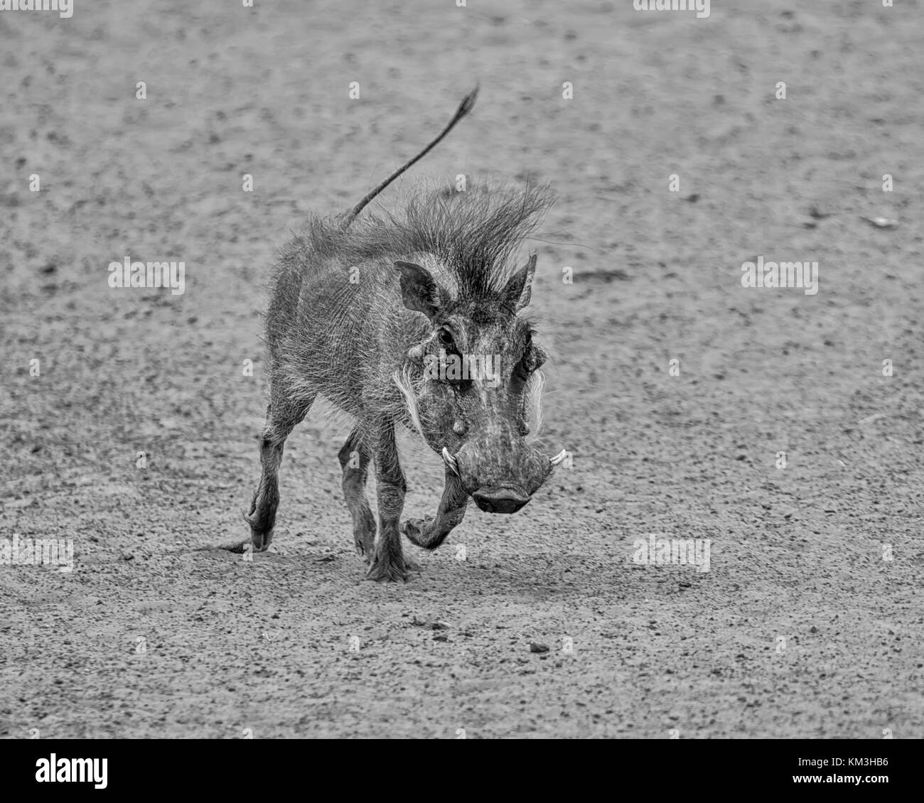 A young Warthog in Southern African savanna Stock Photo