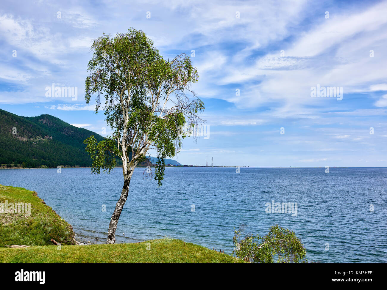 Russian birch on shore of Lake Baikal. Irkutsk region. Russia Stock Photo