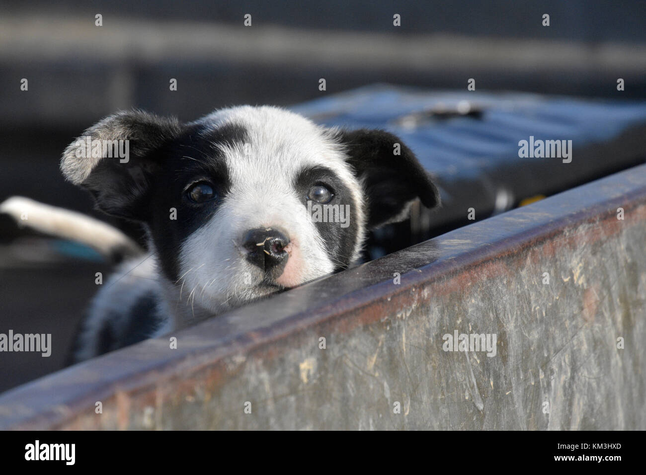CATTLE DOG IN UTE. AUSTRALIA Stock Photo - Alamy