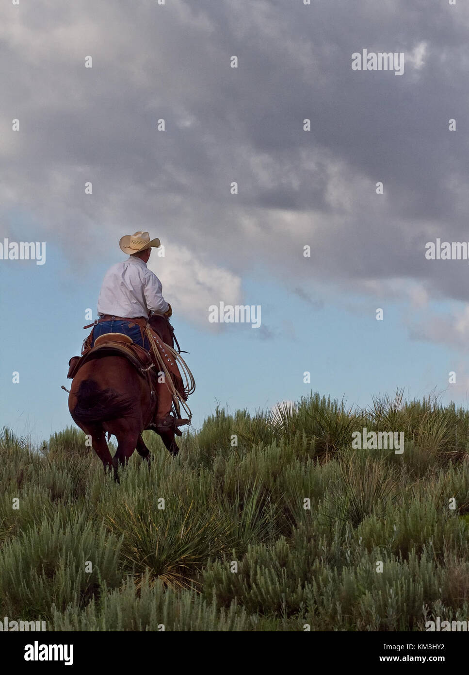A lone Cowboy RidesThrough Sagebrush To Roundup Cattle Stock Photo
