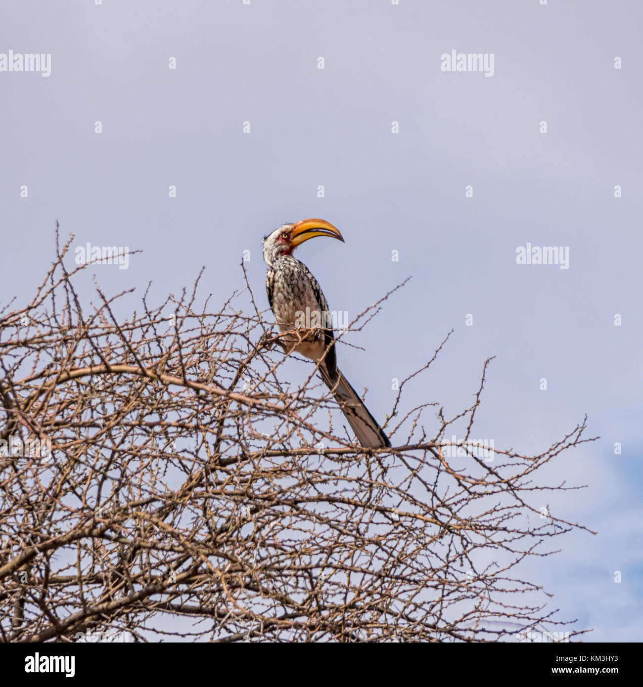 A Yellow-billed Hornbill perched in a tree in Southern African savanna Stock Photo