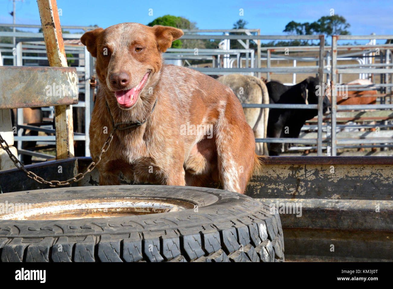 CATTLE DOG IN UTE. AUSTRALIA Stock Photo