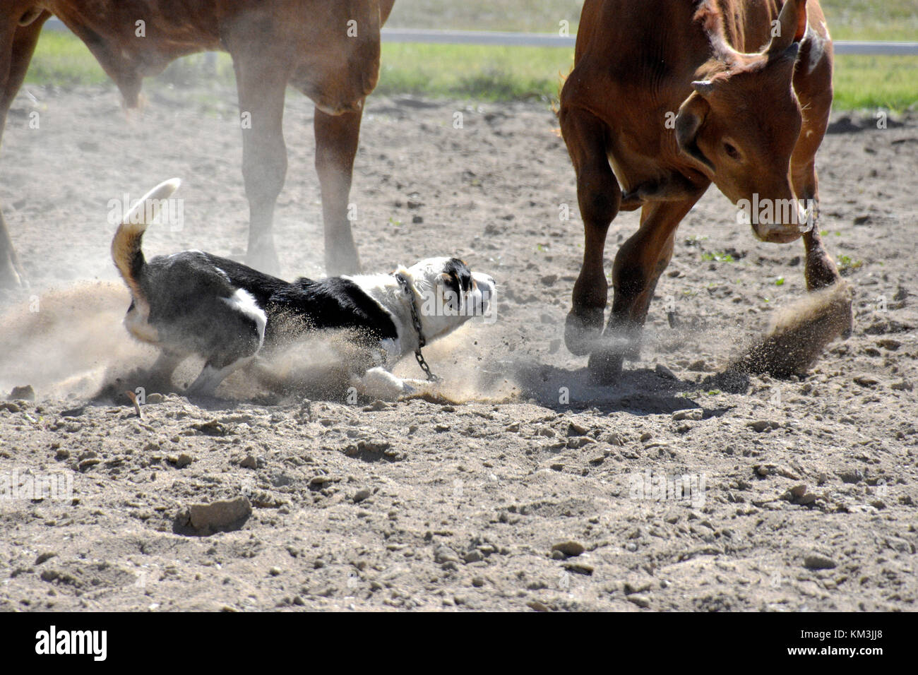 stock dogs working cattle